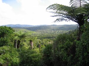 Waitakere Ranges from Scenic Drive